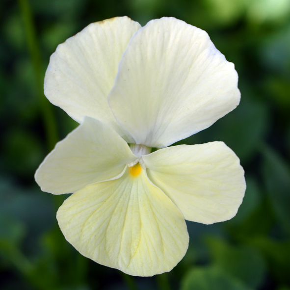 Victorian Viola Ivory Queen